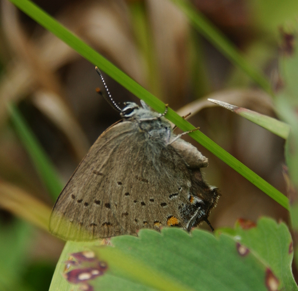 Satyrium_acadica2441