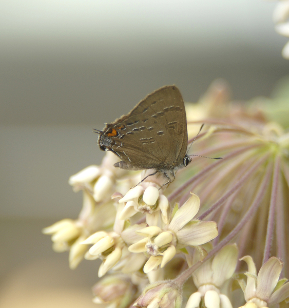 Satyrium calanus