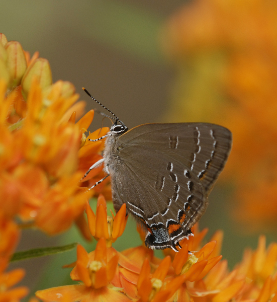 Satyrium