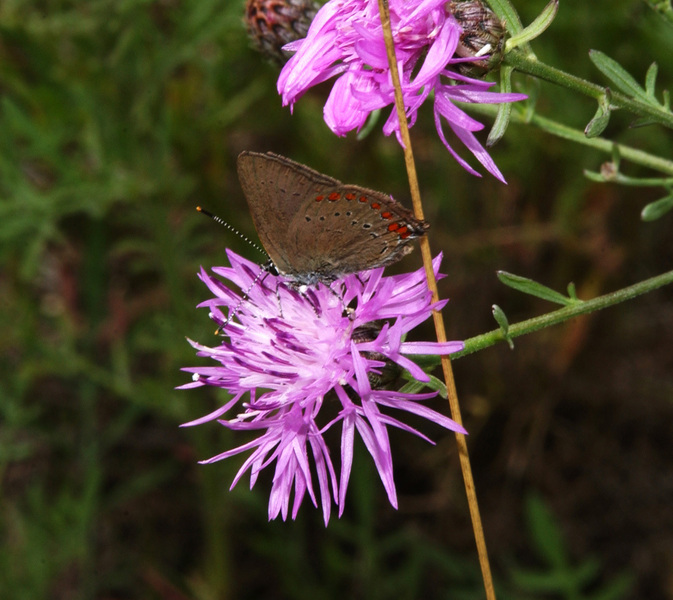 Satyrium_titus8608