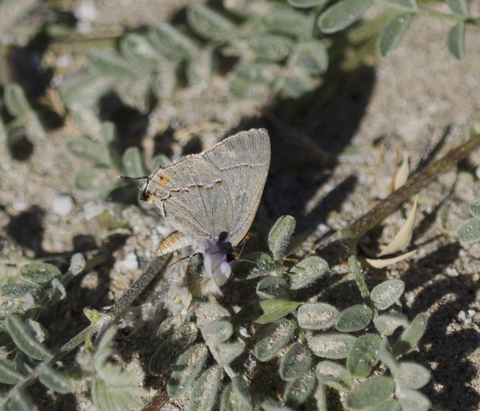 Lepidoptera