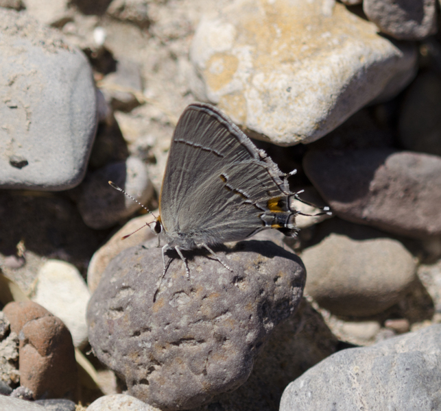 Lepidoptera