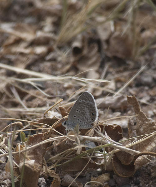 Lepidoptera