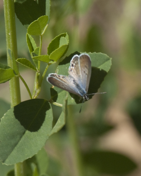 Leptotes