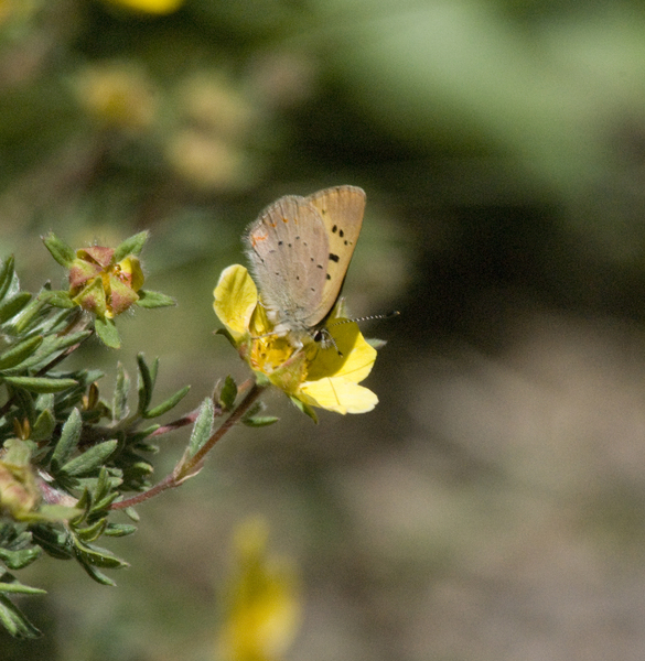 Lycaena helloides