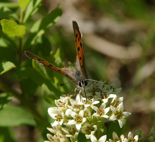 Lycaenidae