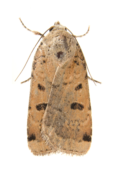 Abagrotis1054