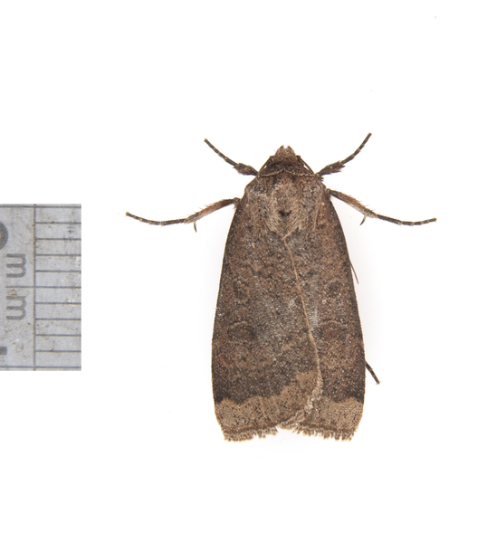 Abagrotis alternata