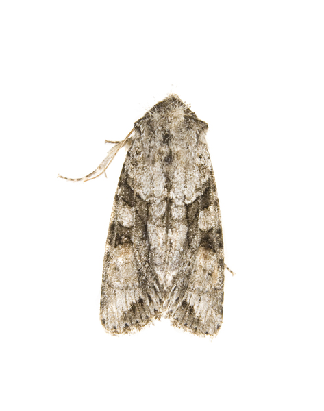 Achatia distincta