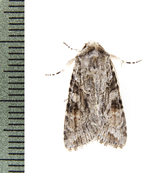 Noctuoidea