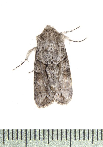 Noctuidae