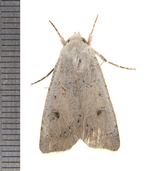 Agrotis1025