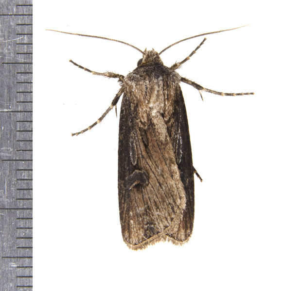 Agrotis venerabilis