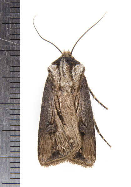 Agrotis