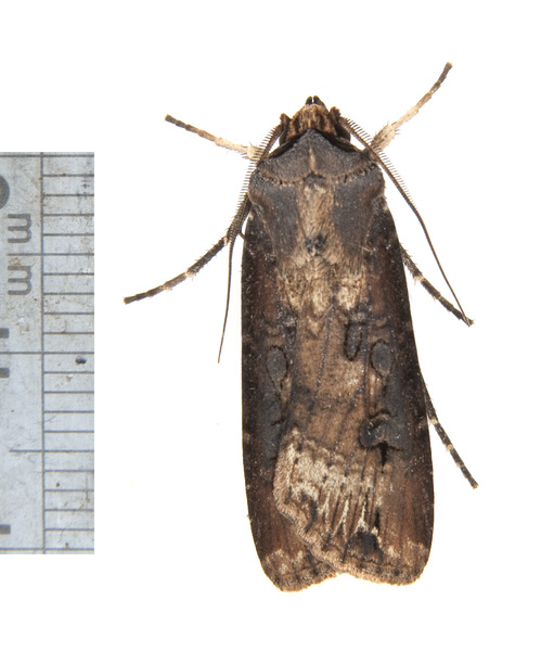 Agrotis3541