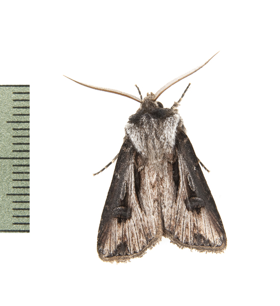 Noctuidae