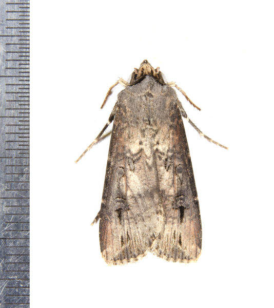 Agrotis