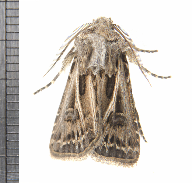 Noctuoidea