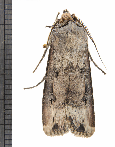 Agrotis7860