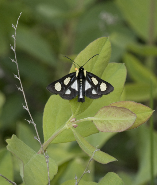 Alypia octomaculata