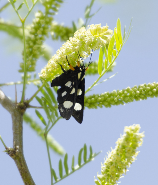 Eumetazoa