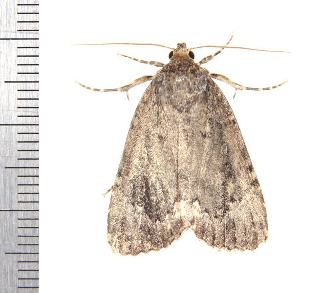 Noctuidae