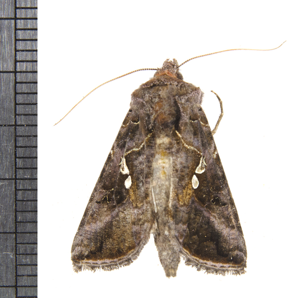 Autographa6970