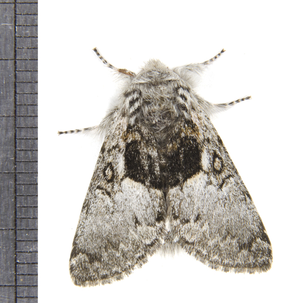 Noctuoidea