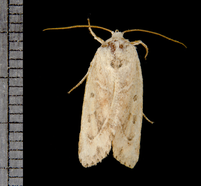 Noctuidae