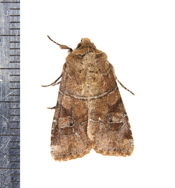 Noctuidae