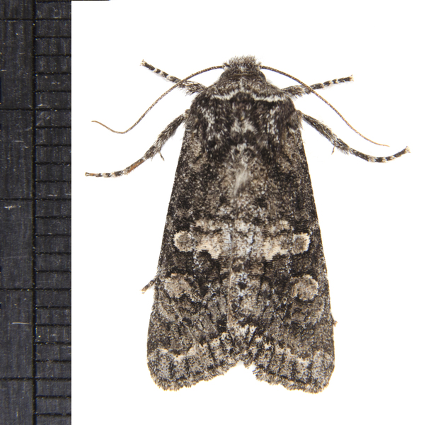 Noctuidae