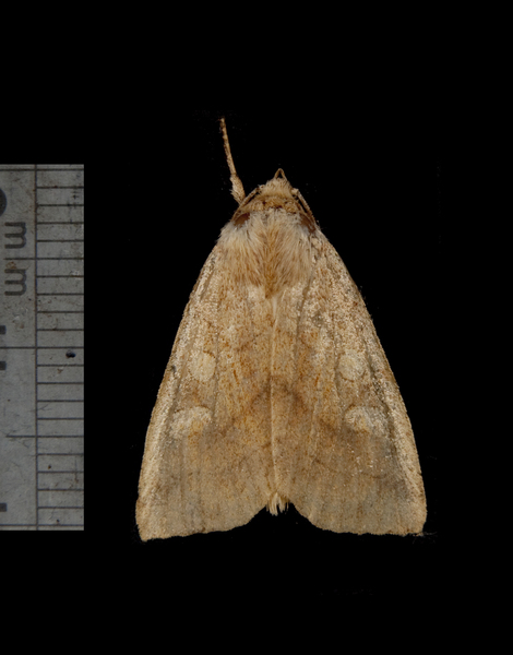 Noctuidae