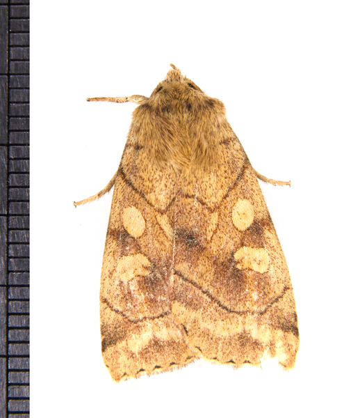 Noctuidae