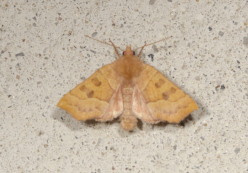 Noctuidae