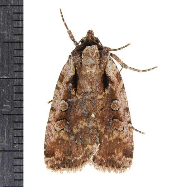 Noctuoidea