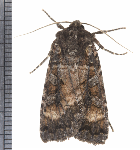 Noctuoidea