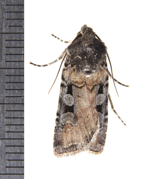 Noctuoidea