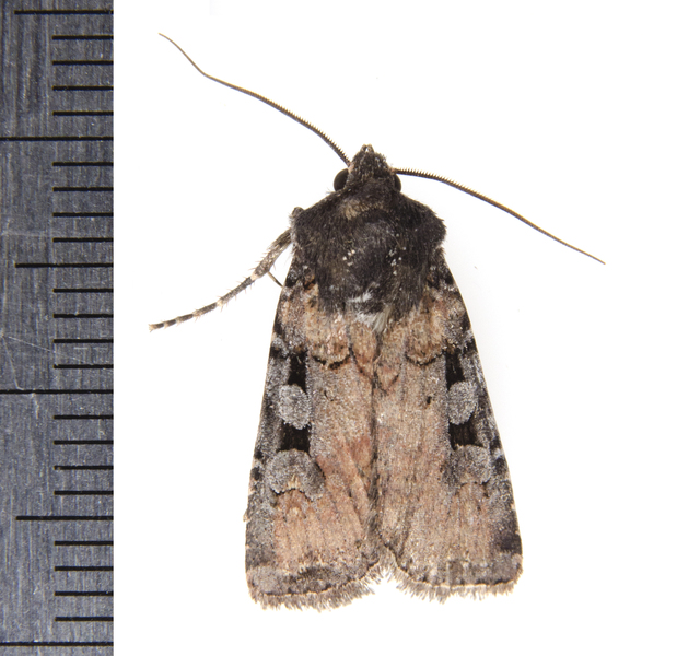 Noctuoidea