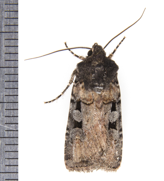 Noctuidae