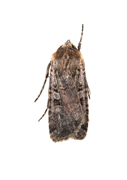 Noctuoidea