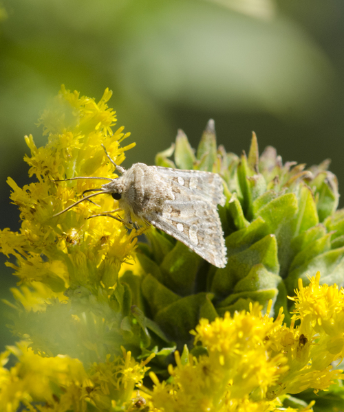 Noctuidae