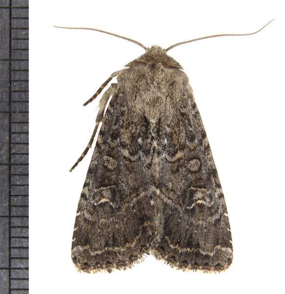 Noctuidae