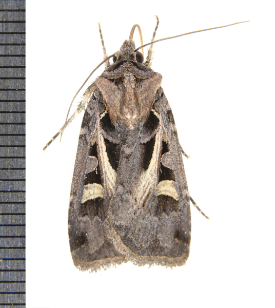 Noctuoidea