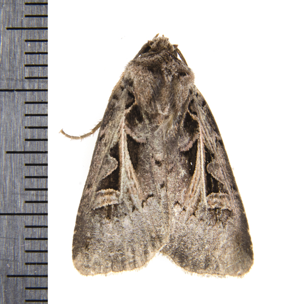 Noctuoidea