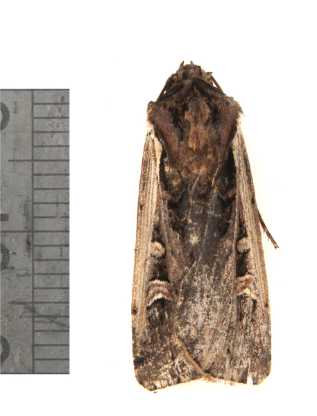 Noctuoidea