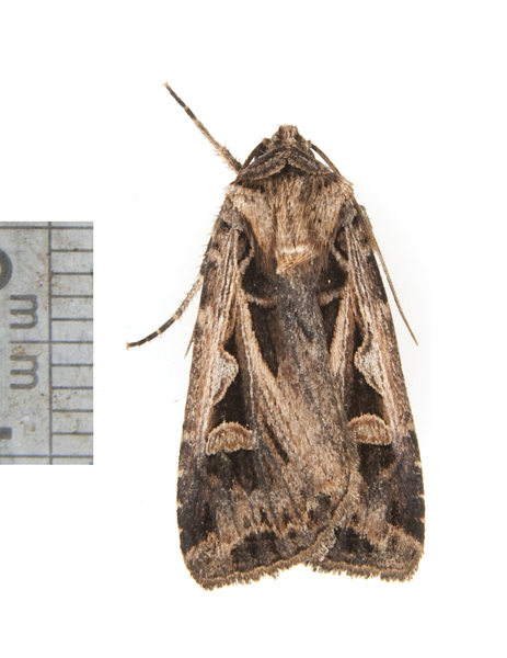 Noctuidae