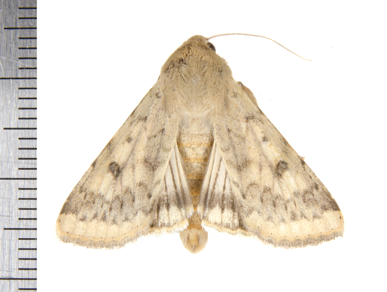 Noctuidae