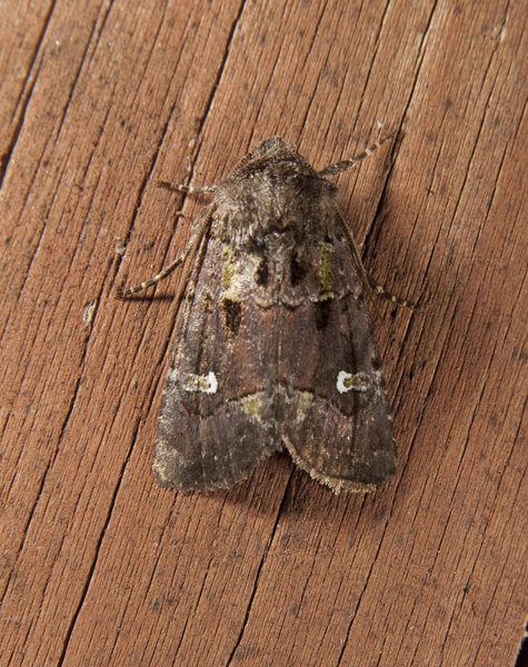 Noctuoidea