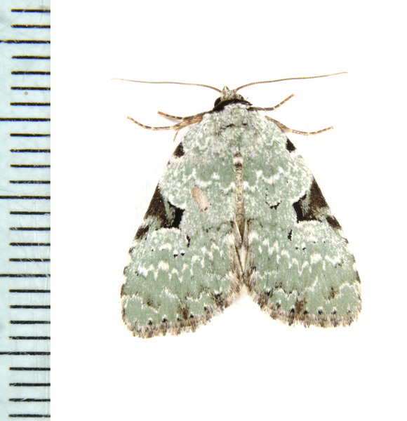 Noctuidae