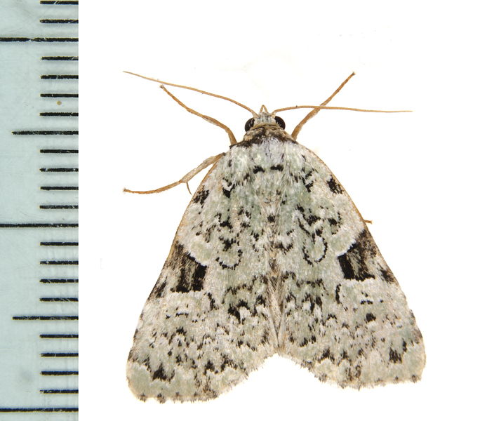 Noctuidae